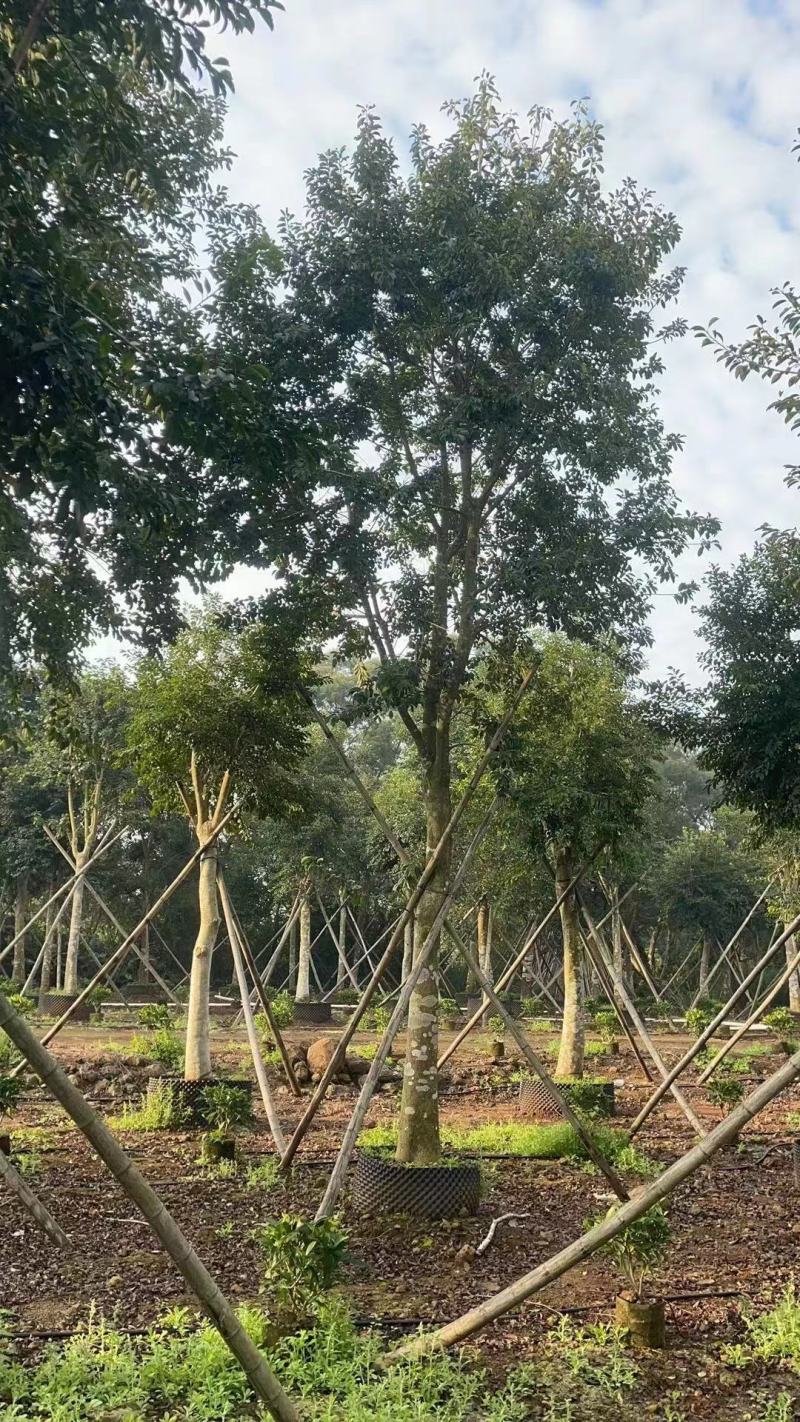 铁冬青（万紫千红）20-25公分诚信经营保质保量
