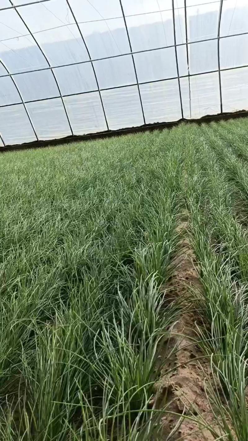 民勤沙葱，货量充足，可视频看货，支持全国发货