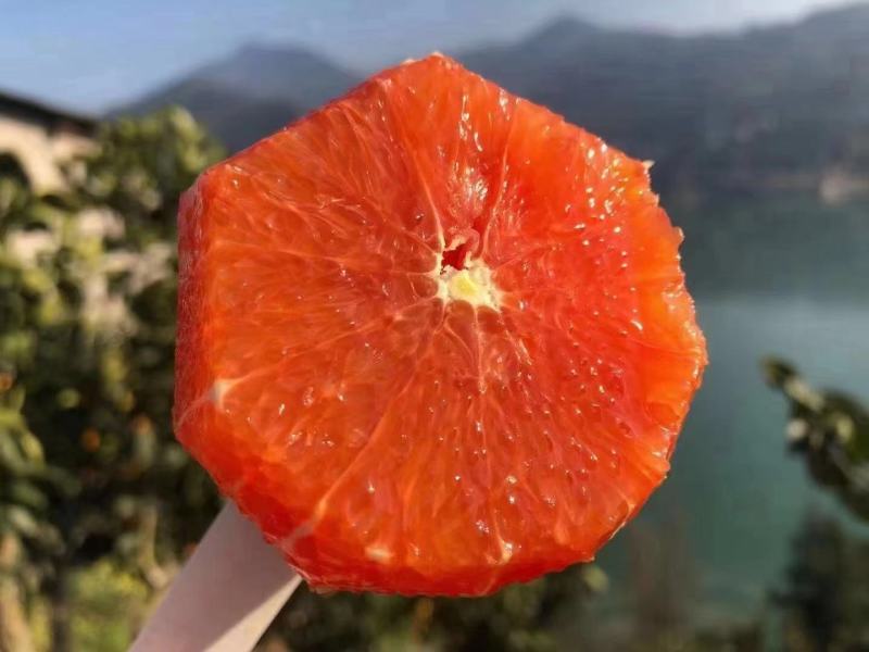 中华红血橙果园现采现发，纯甜无渣