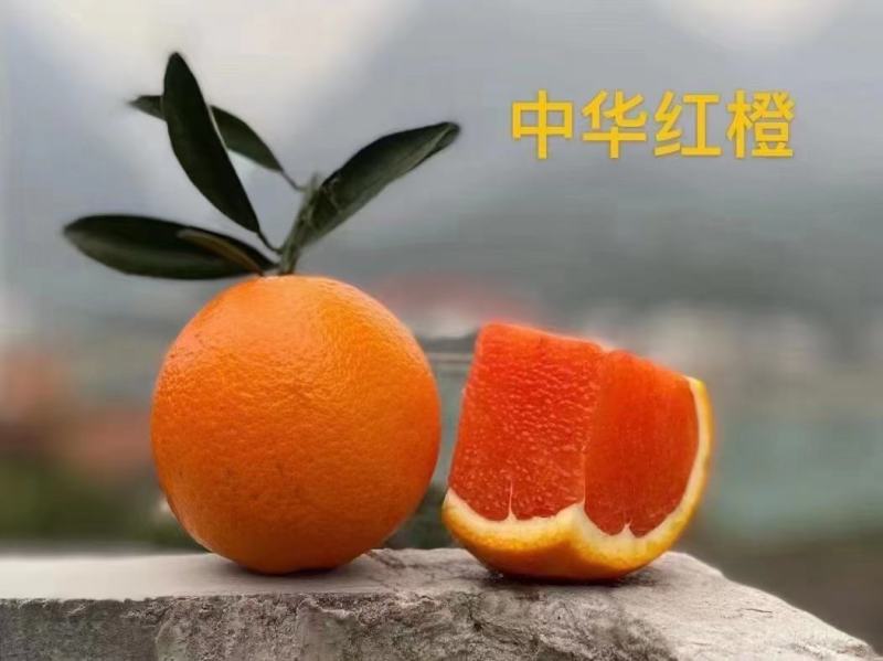 中华红血橙果园现采现发，纯甜无渣
