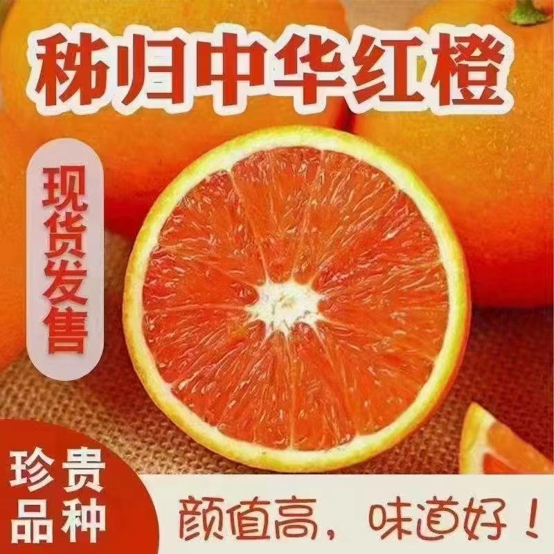中华红血橙果园现采现发，纯甜无渣