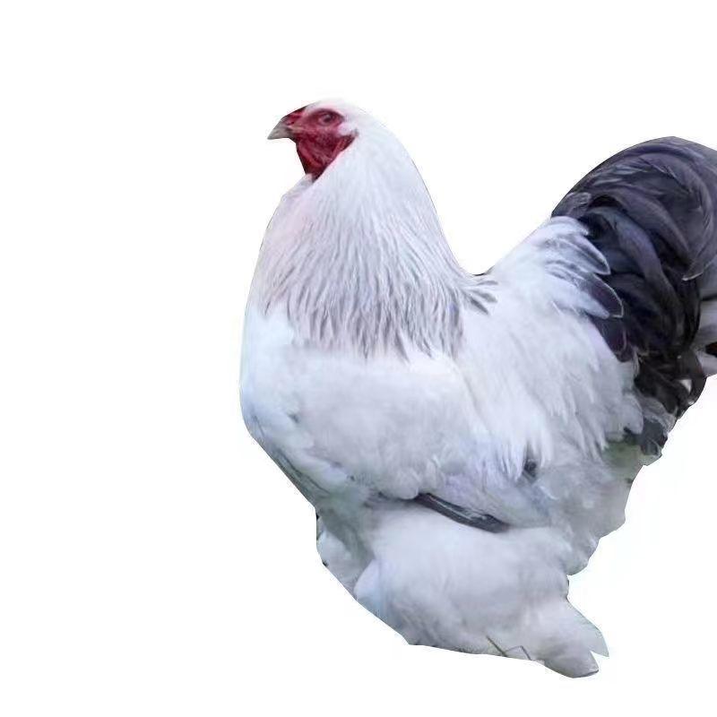 纯种婆罗门活鸡苗婆罗门巨型鸡梵天鸡脱温-斤左右小鸡活物鸡