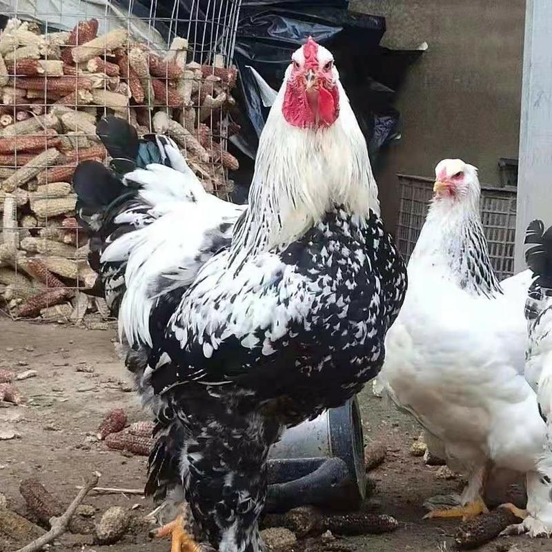纯种婆罗门活鸡苗婆罗门巨型鸡梵天鸡脱温-斤左右小鸡活物鸡