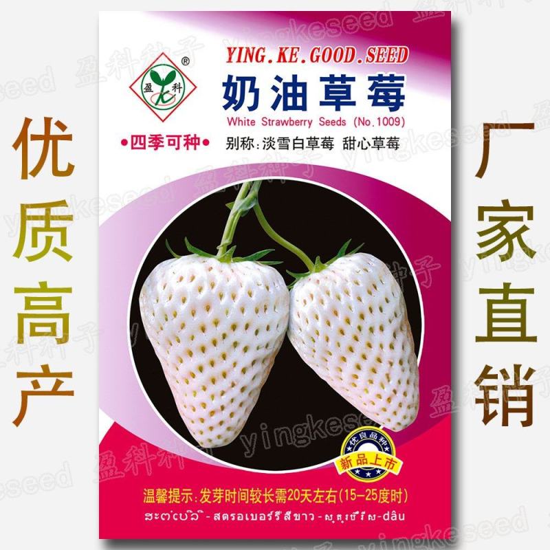 奶油草莓种子淡雪白