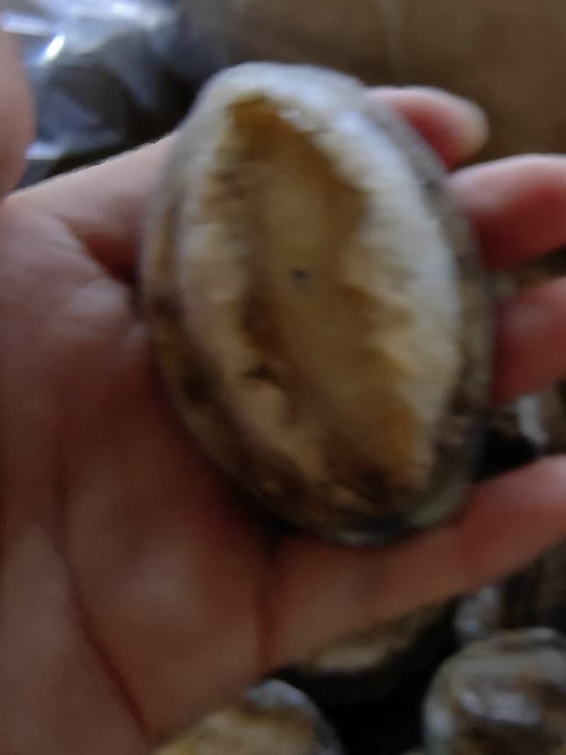 活冻鲍鱼