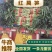 精品红叶莴苣，基地直供，保质保量代发全国