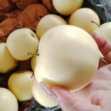 黄元帅