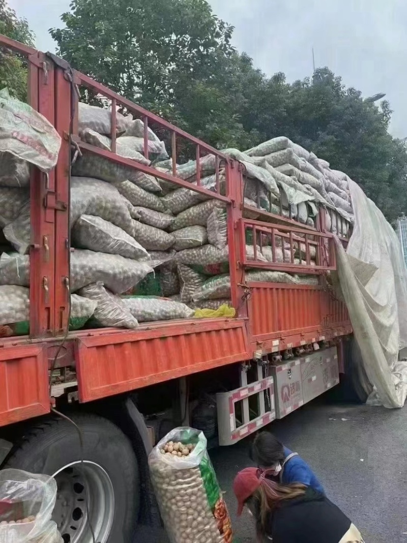 新疆阿克苏薄壳核桃手剥纸皮核桃中果大果小果干果