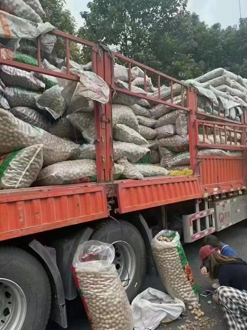 新疆阿克苏薄壳核桃手剥纸皮核桃中果大果小果干果
