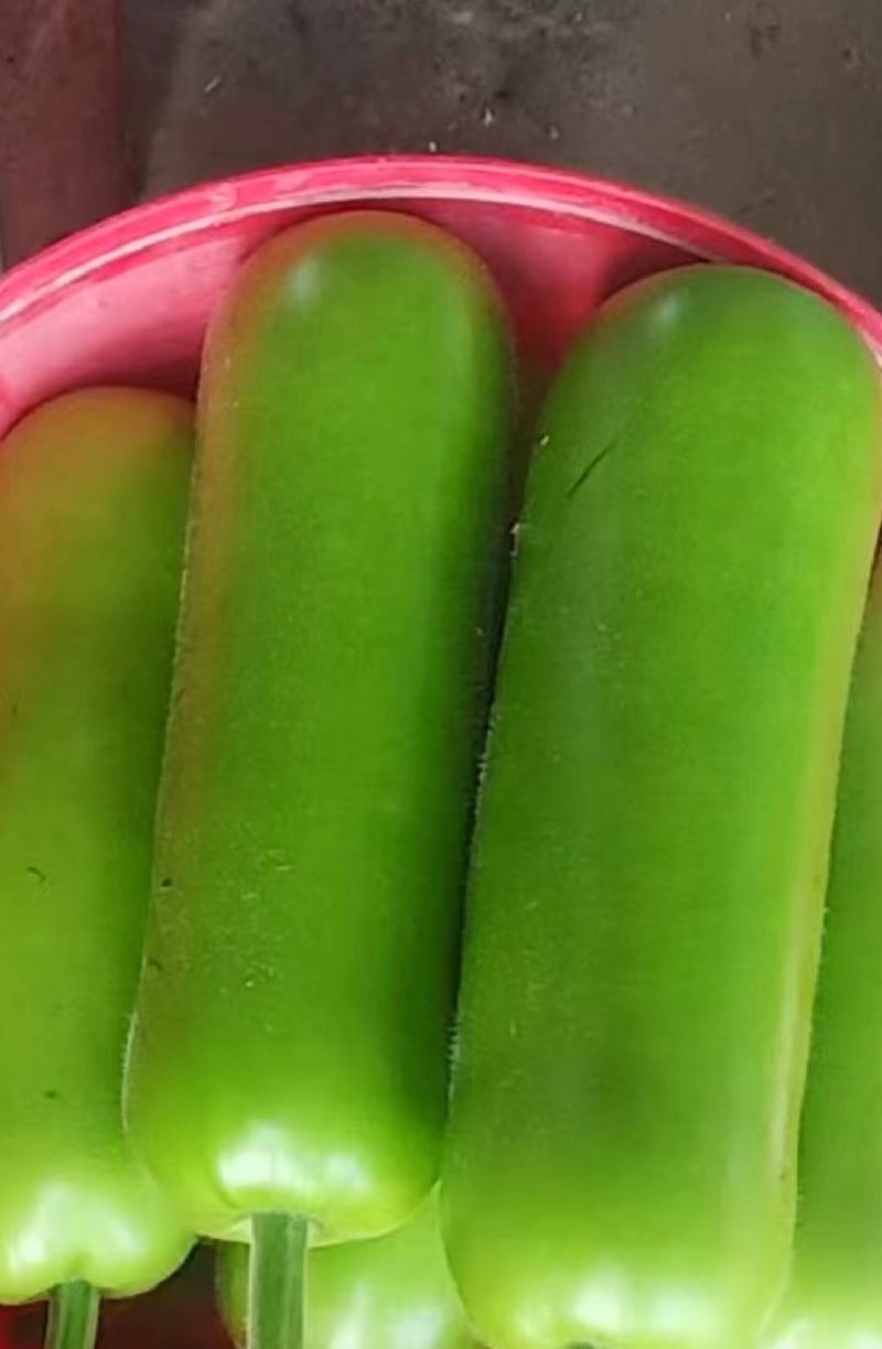 湛江徐闻蒲瓜、稳定一手货源、无中间商、按需分拣。
