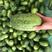 【电话详谈】小绿冬瓜，大量上市中，产地一手货源
