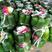 【电话详谈】小绿冬瓜，大量上市中，产地一手货源