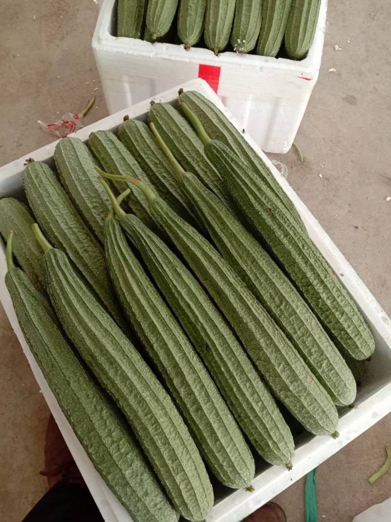 丝瓜6月份上市产地直供丝瓜苦瓜豆角青瓜香芋