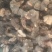 野生金荞麦