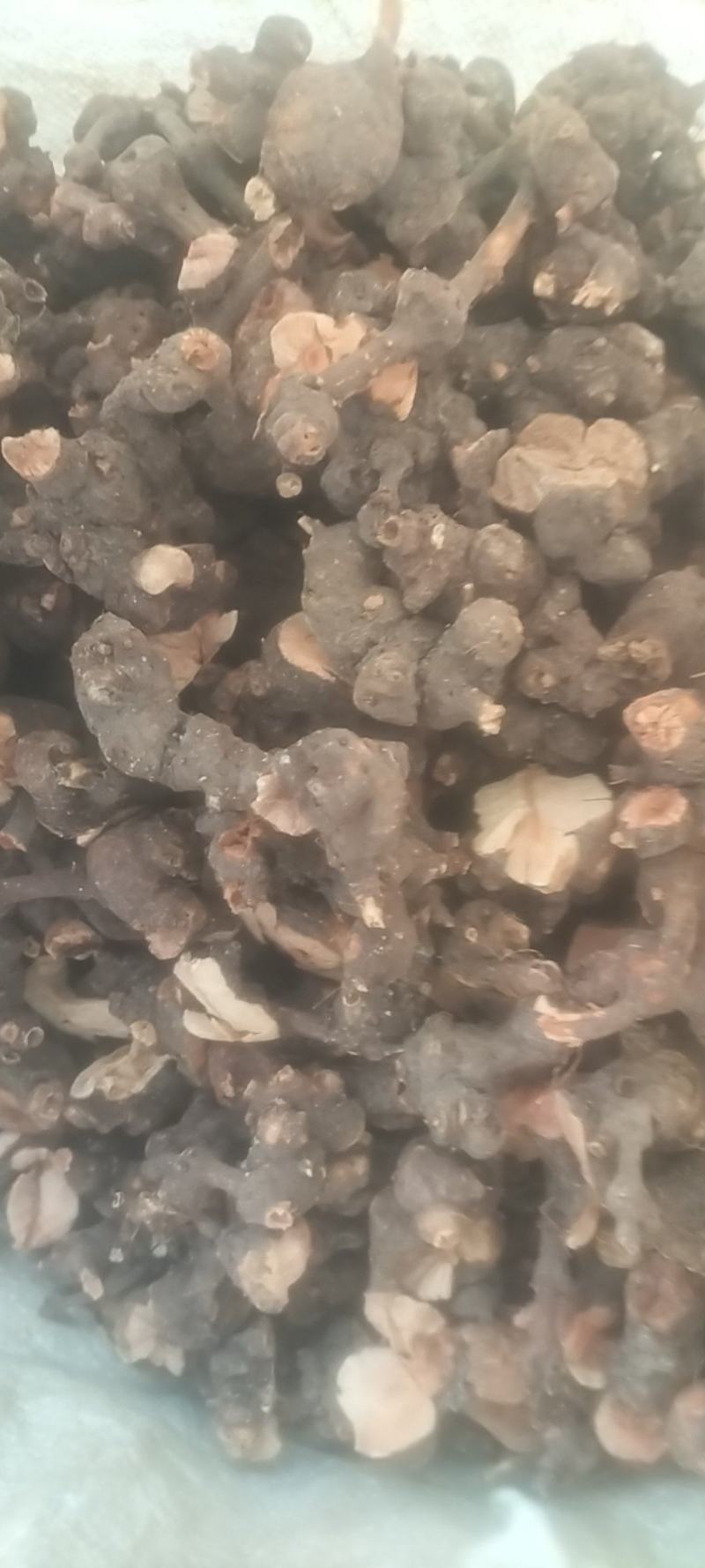 野生金荞麦
