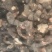 野生金荞麦