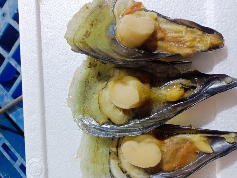 半壳带子
