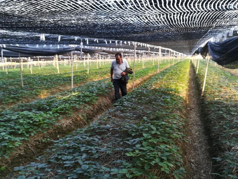 正宗文登西洋参花旗参参腿可打粉切片