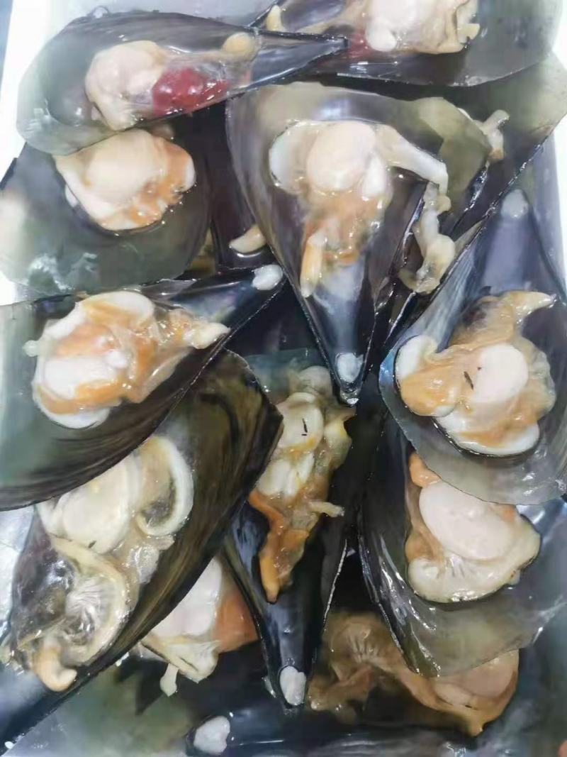 半壳带子
