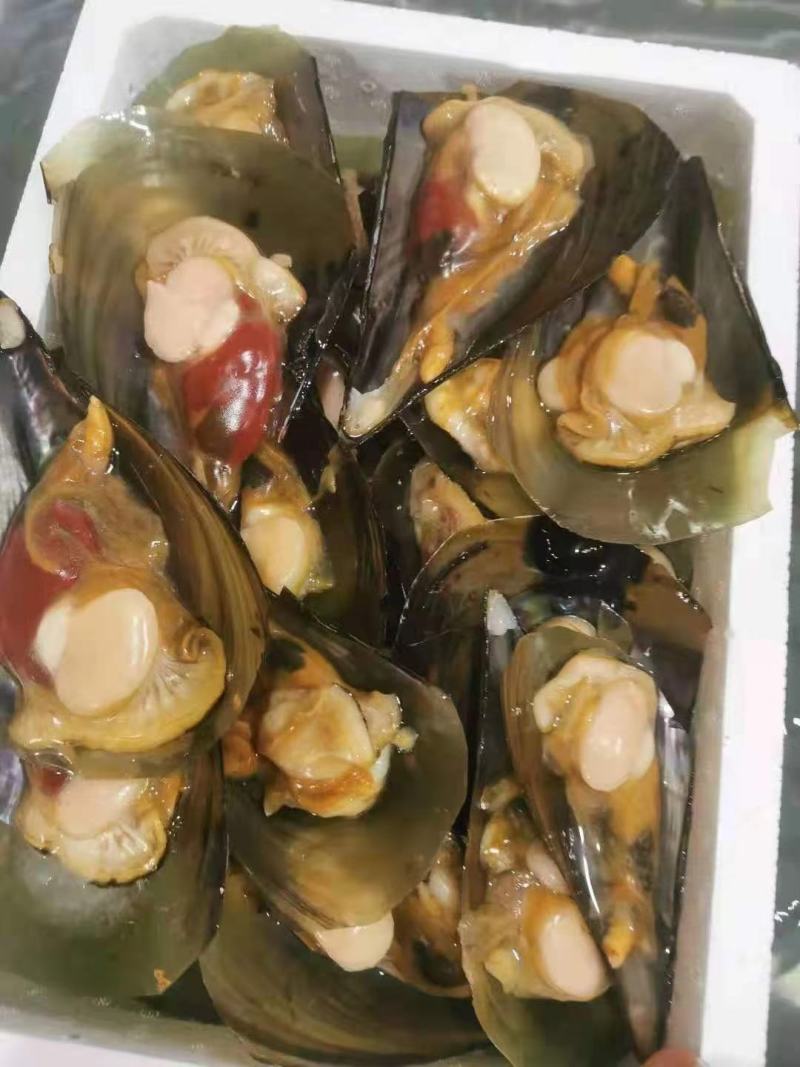 半壳带子