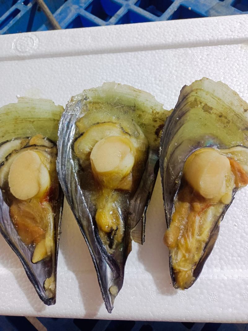 半壳带子