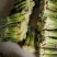 白帽蒜苔已经陆续上市欢迎新老客户电话咨询