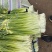 白帽蒜苔已经陆续上市欢迎新老客户电话咨询