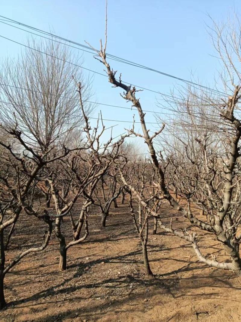 李子树