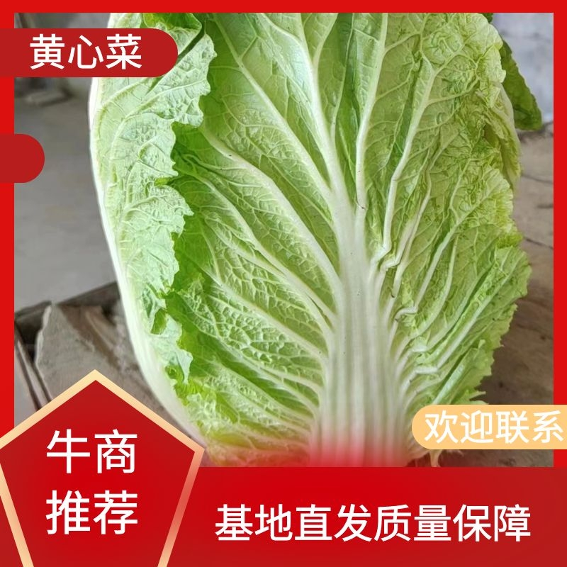 山东黄心大白菜质量杠杠，价钱合适，合作共赢