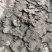 【推荐】广东鸡粪基地发货量大从优价格优惠欢迎电联