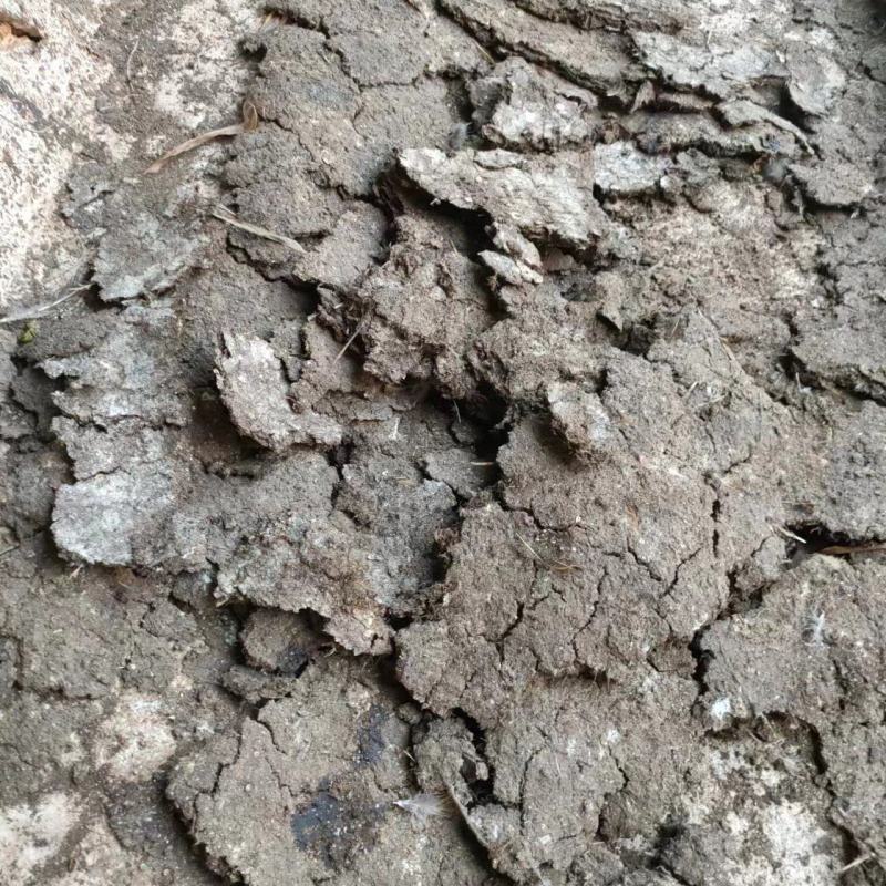 【推荐】广东鸡粪基地发货量大从优价格优惠欢迎电联
