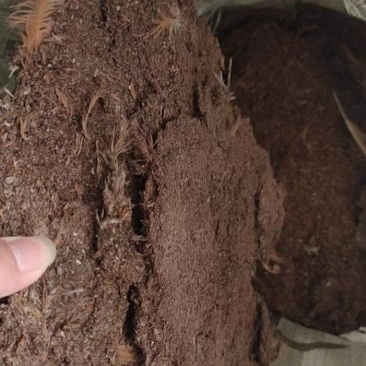 【推荐】广东鸡粪大量货源出售中基地发货