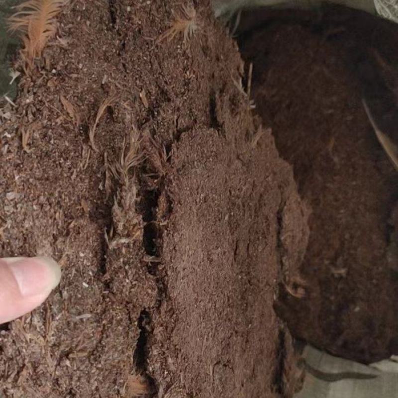 【推荐】广东鸡粪大量货源出售中基地发货