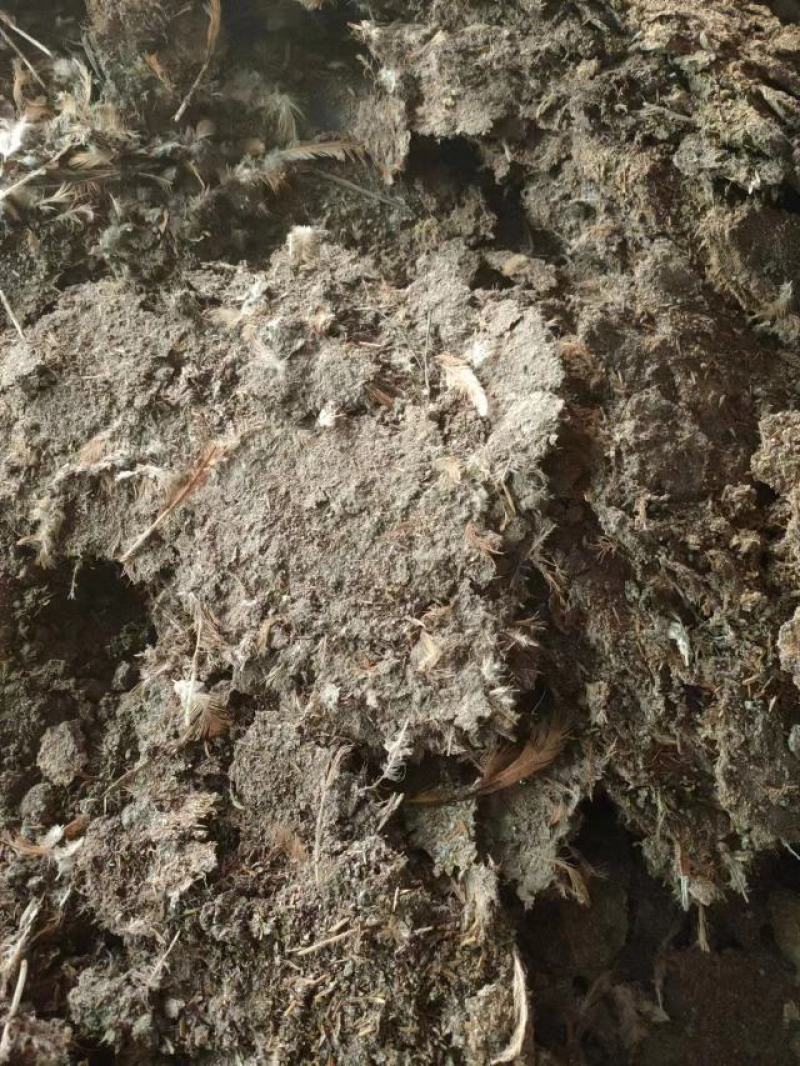 【推荐】广东鸡粪大量货源出售中基地发货
