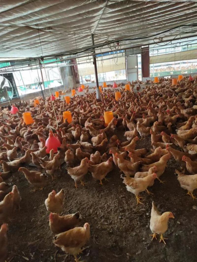 【推荐】广东鸡粪大量货源出售中基地发货
