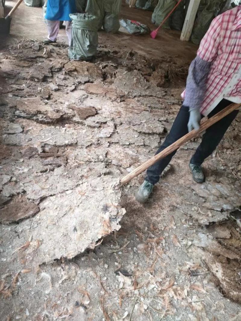 【推荐】广东鸡粪大量货源出售中基地发货