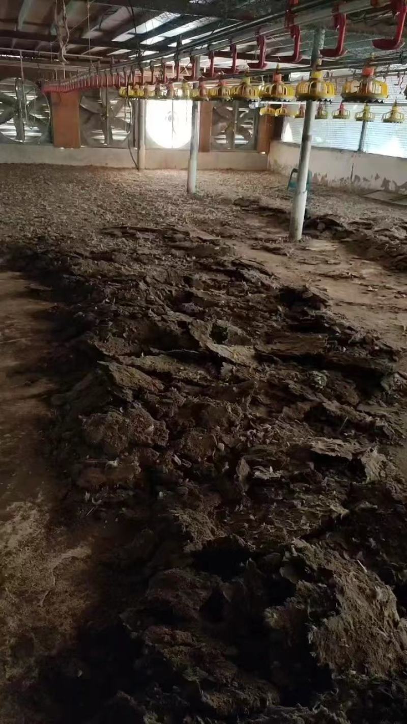 【推荐】广东鸡粪大量货源出售中基地发货