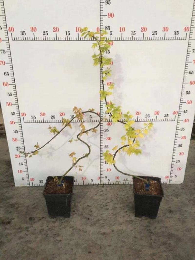枫树黄金造型流泉枫树造型精美易养护打理形状精美高端大气