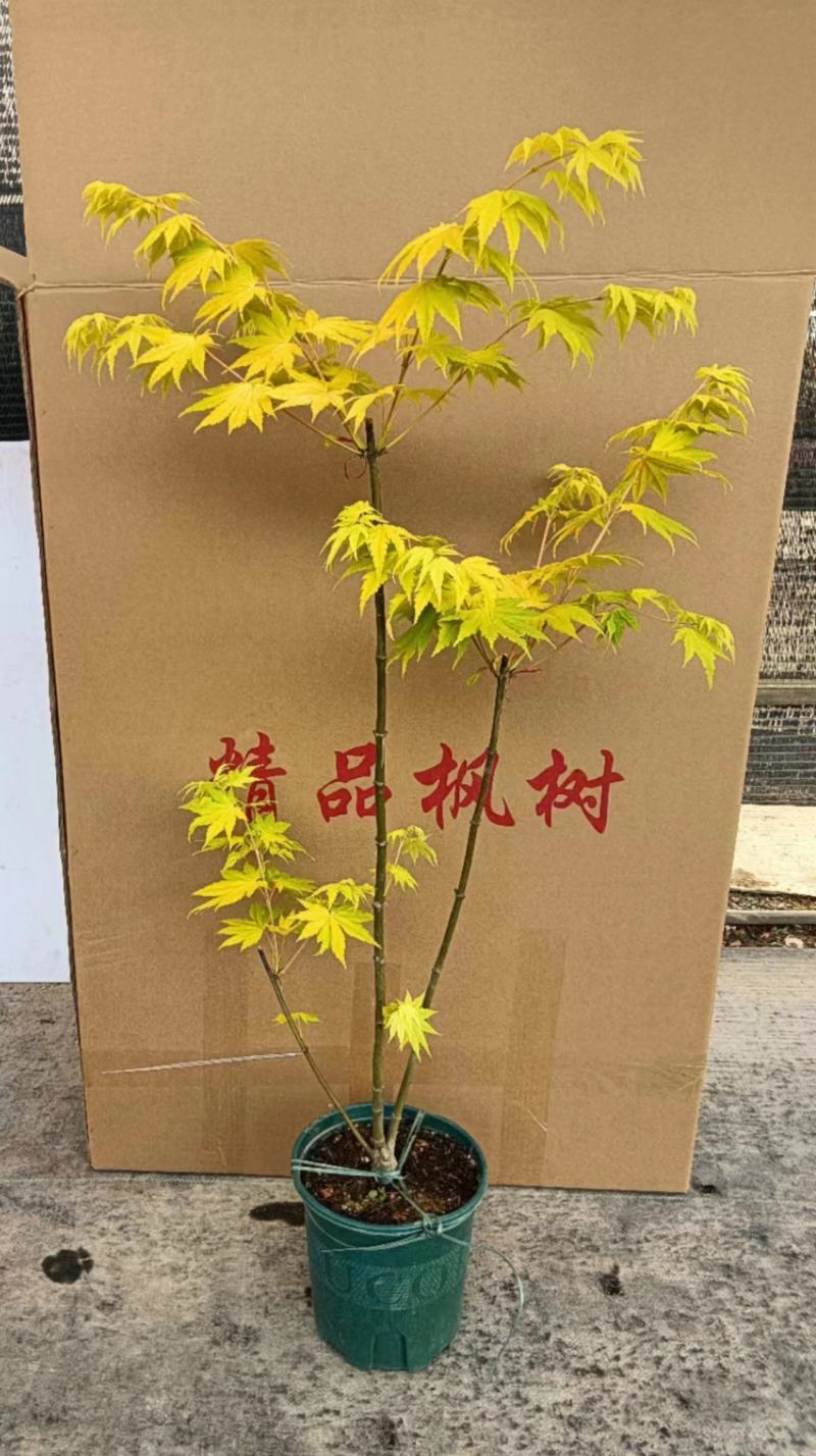 枫树黄金造型流泉枫树造型精美易养护打理形状精美高端大气