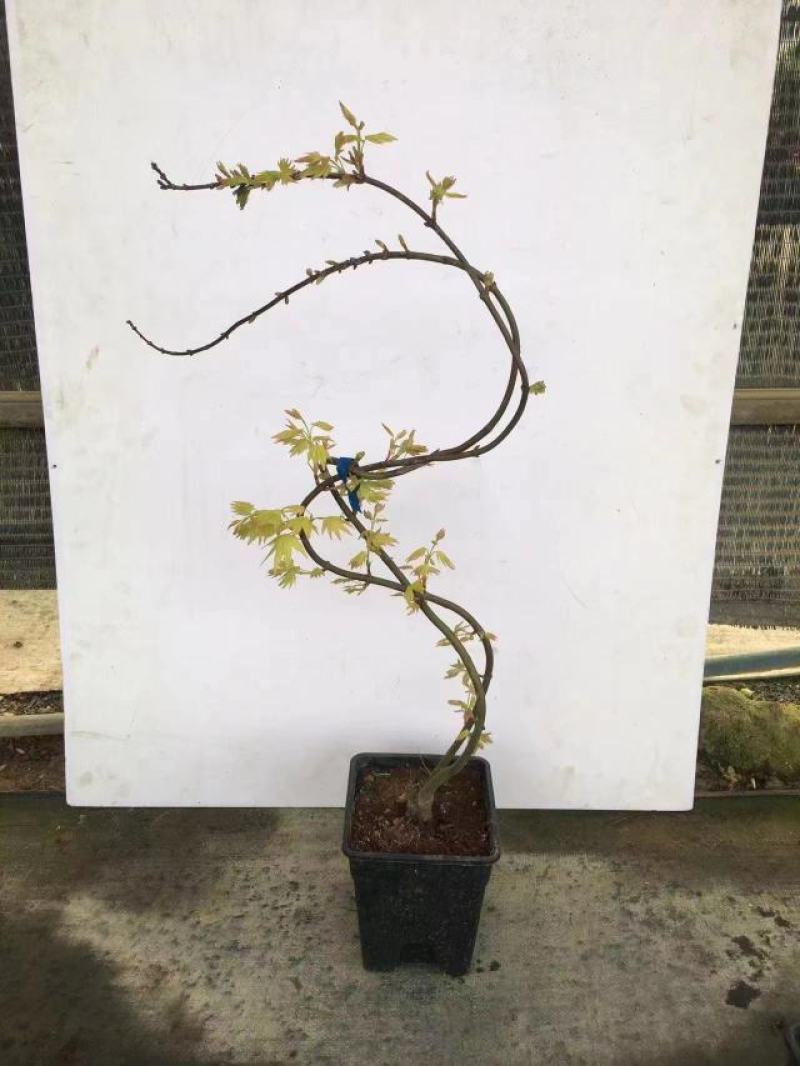 枫树黄金造型流泉枫树造型精美易养护打理形状精美高端大气