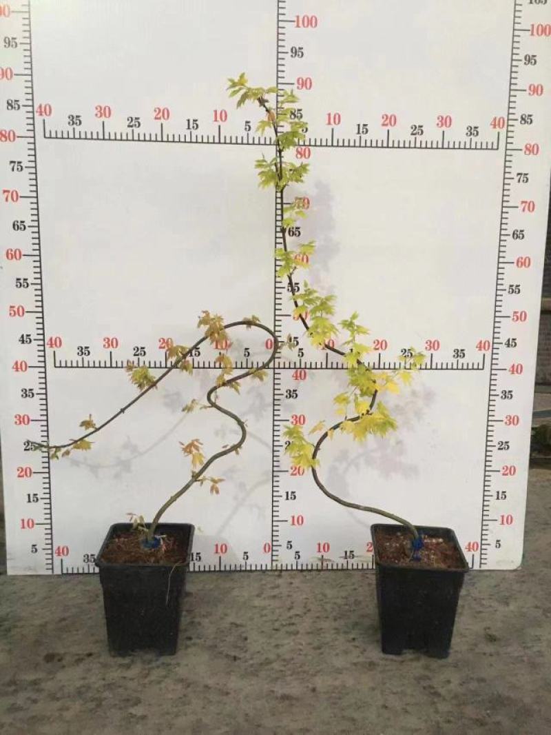 枫树黄金造型流泉枫树造型精美易养护打理形状精美高端大气