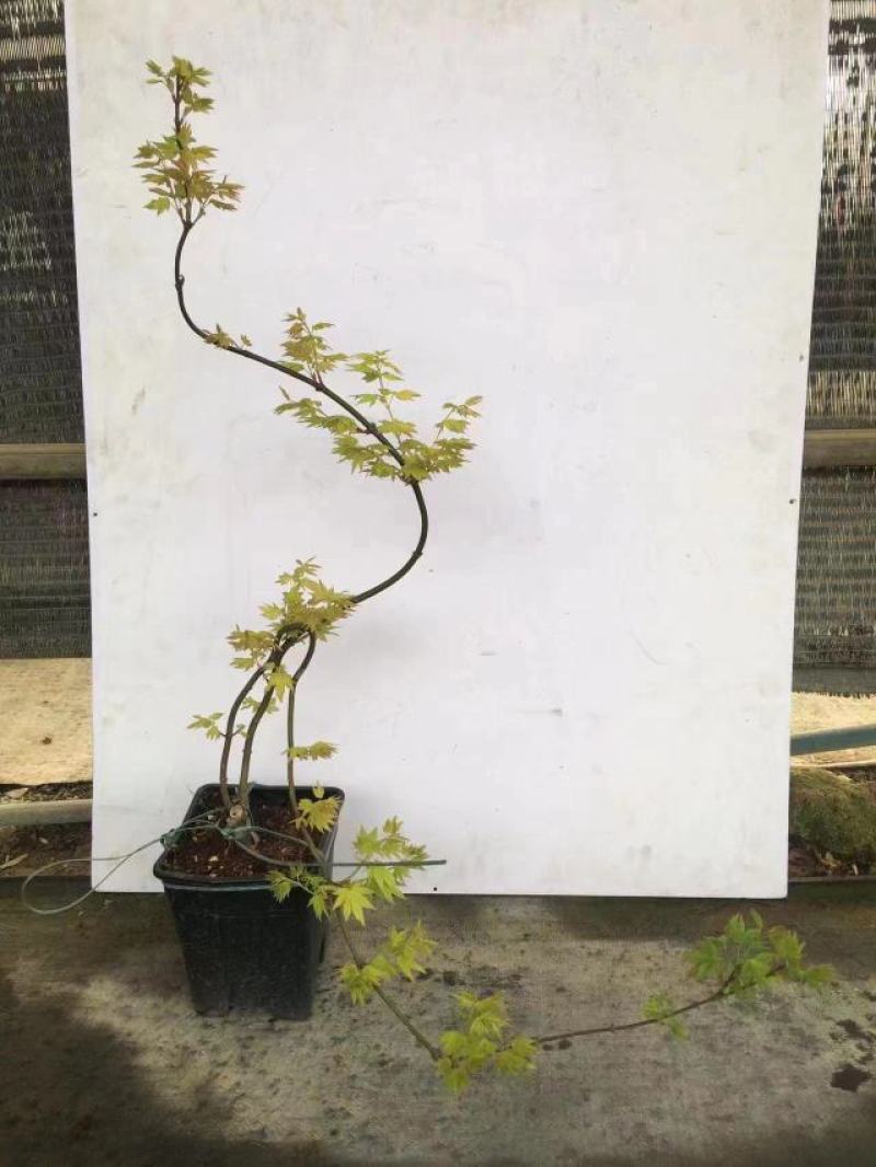 枫树黄金造型流泉枫树造型精美易养护打理形状精美高端大气