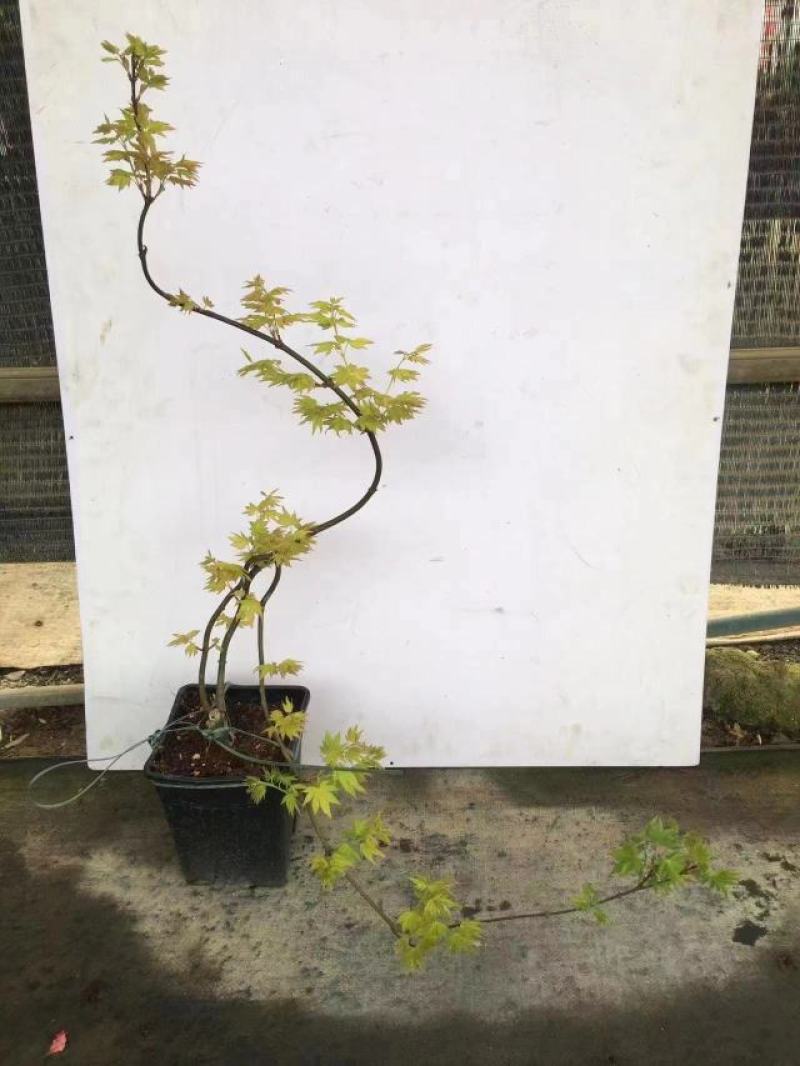 枫树黄金造型流泉枫树造型精美易养护打理形状精美高端大气