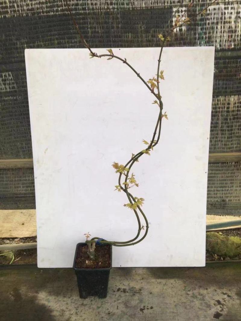 枫树黄金造型流泉枫树造型精美易养护打理形状精美高端大气
