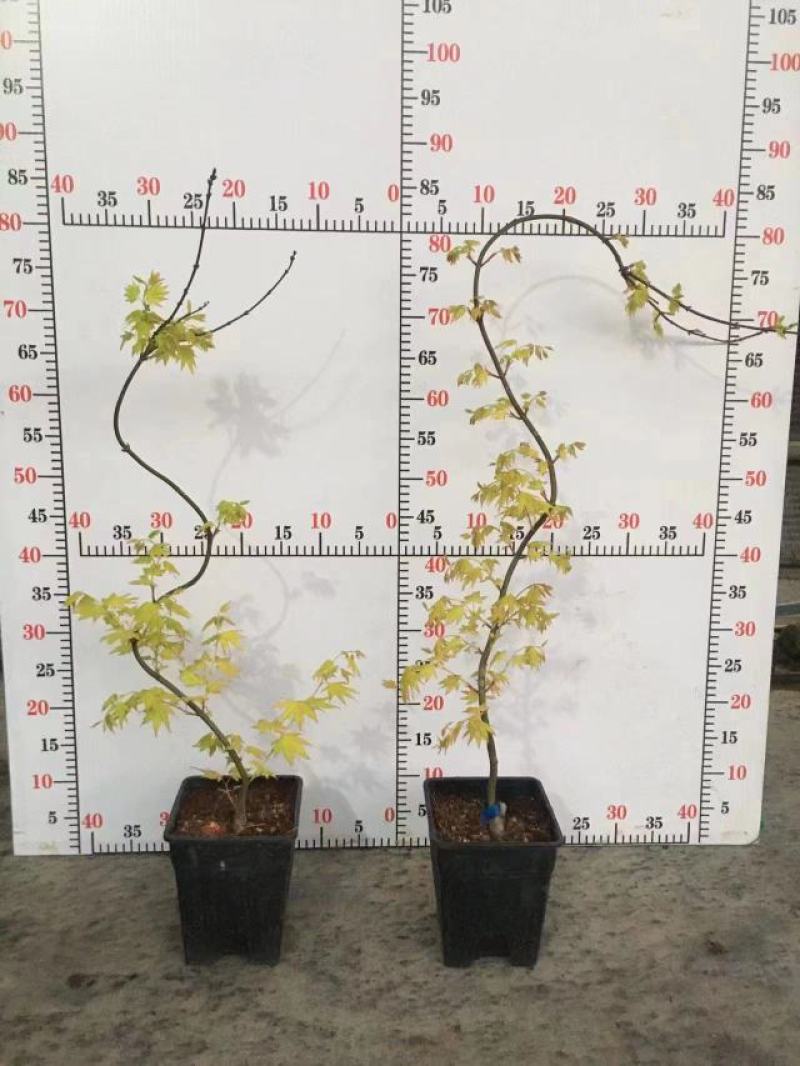 枫树黄金造型流泉枫树造型精美易养护打理形状精美高端大气
