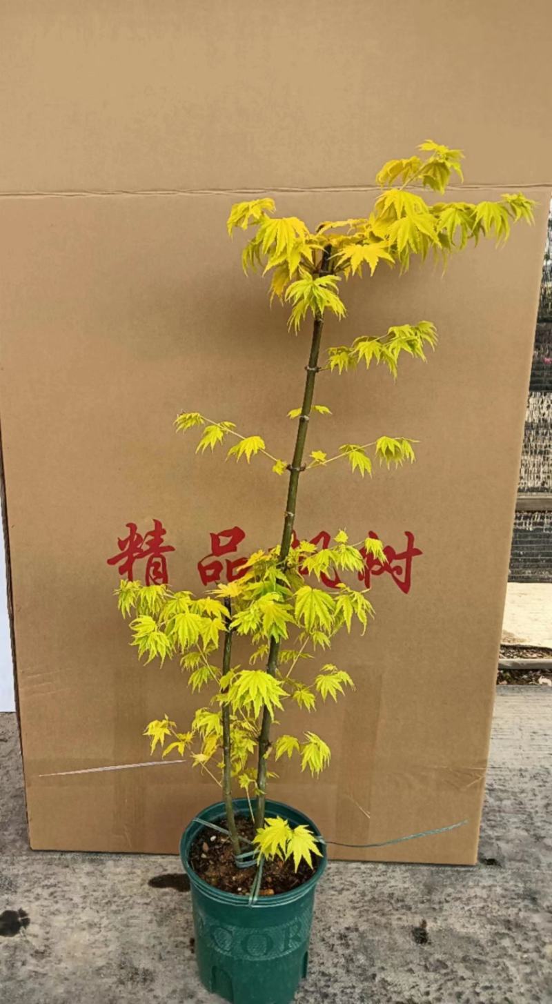 枫树黄金造型流泉枫树造型精美易养护打理形状精美高端大气