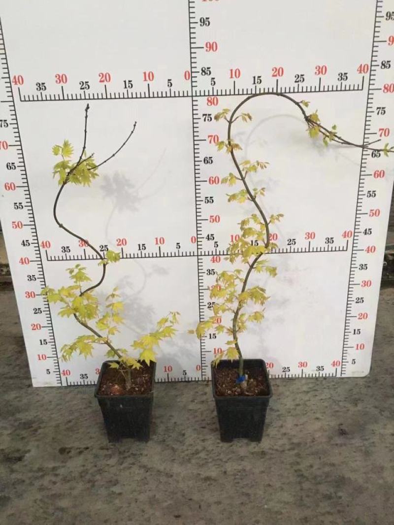 枫树黄金造型流泉枫树造型精美易养护打理形状精美高端大气