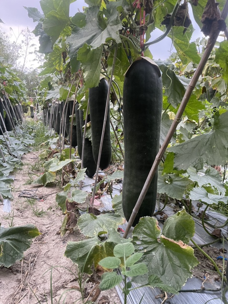 精品吊瓜大量供应中欢迎新老客户前来选购