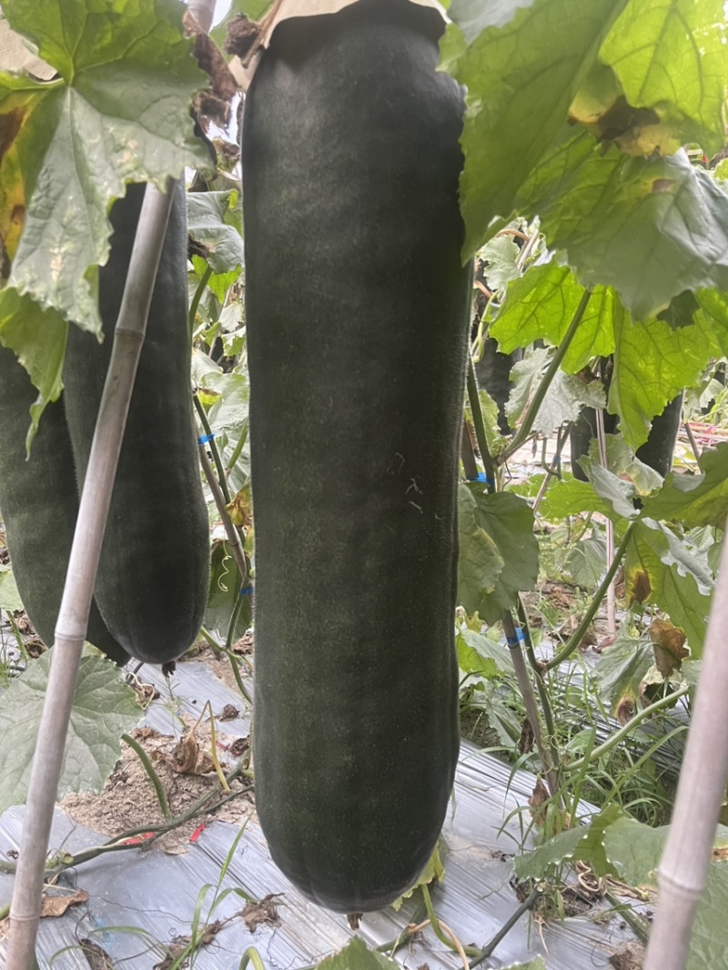 精品吊瓜大量供应中欢迎新老客户前来选购