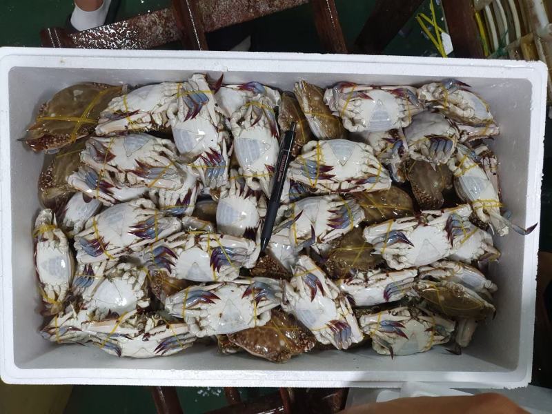螃蟹。黑三角，花三角，梭子蟹，各种规格，货源充足